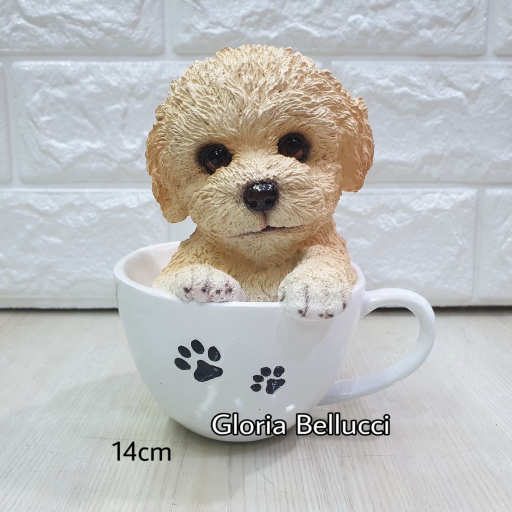 Harga teacup shop poodle