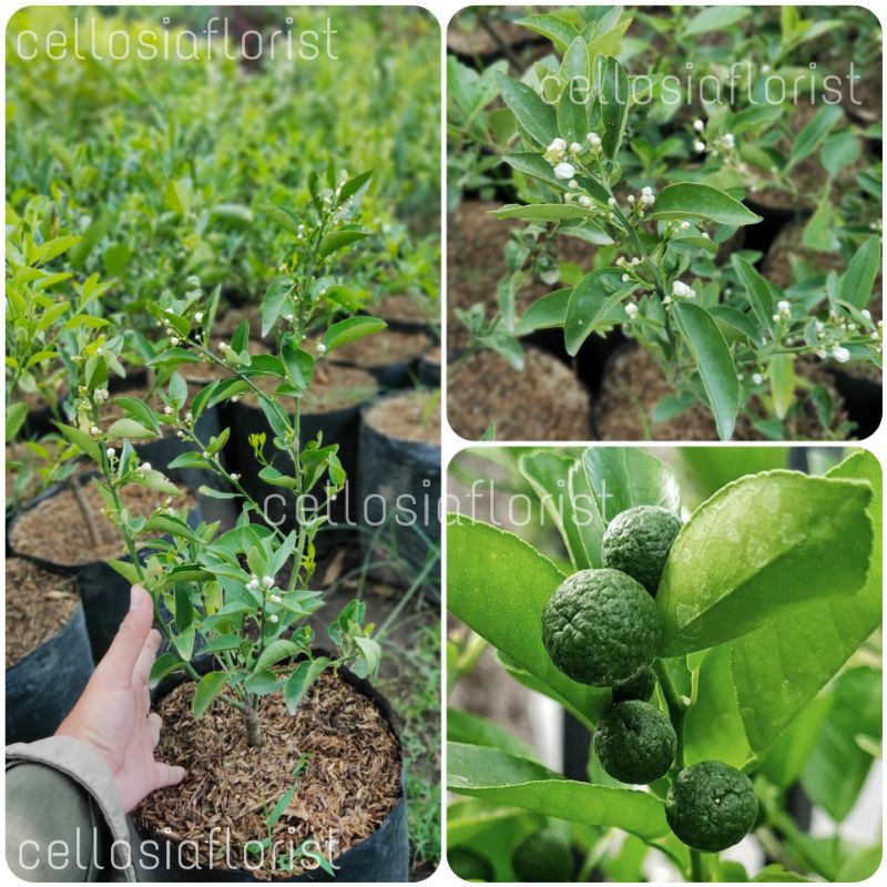 Jual Bibit Tanaman Buah Jeruk Sambal Jeruk Limau Leemo Sudah Berbuah Shopee Indonesia 0753