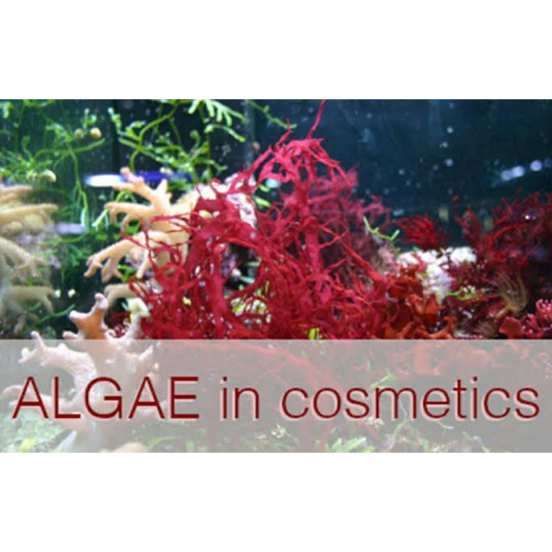 Jual Algae extract liquid / cosmetic grade | Shopee Indonesia