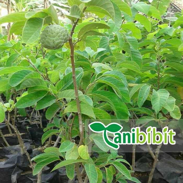 Jual Pohon Buah Srikaya Jumbo Berbuahberbunga Pohon Buah Srikaya Besar Shopee Indonesia 