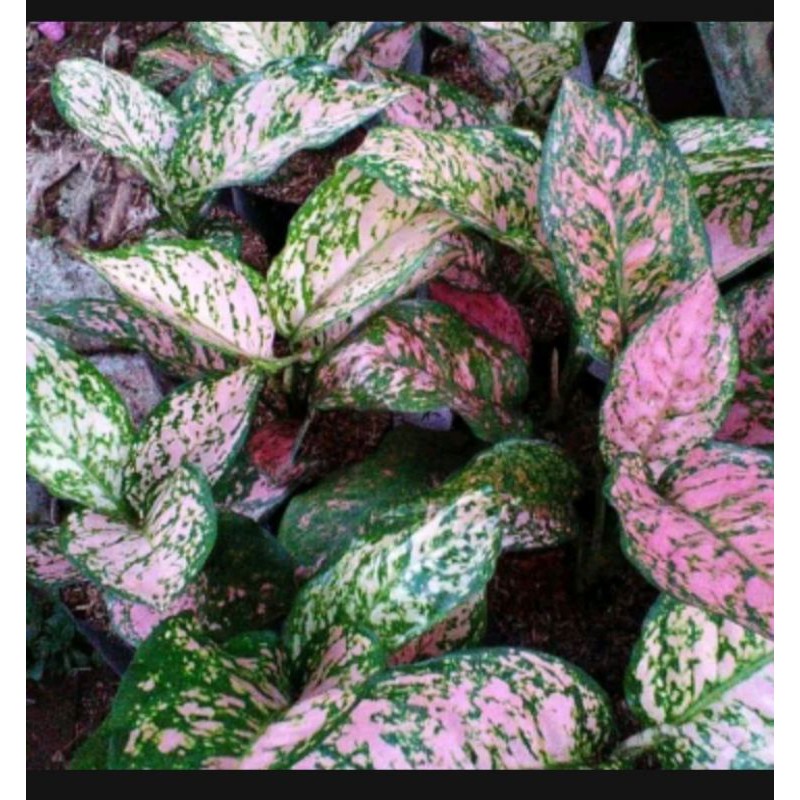 Jual bunga aglonema Ruby kirana | Shopee Indonesia