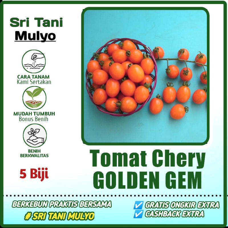 Jual Biji Benih Tomat Chery Goldem Gem Bibit Buah Bibit Sayur Sayuran Tomat Mini Cherry