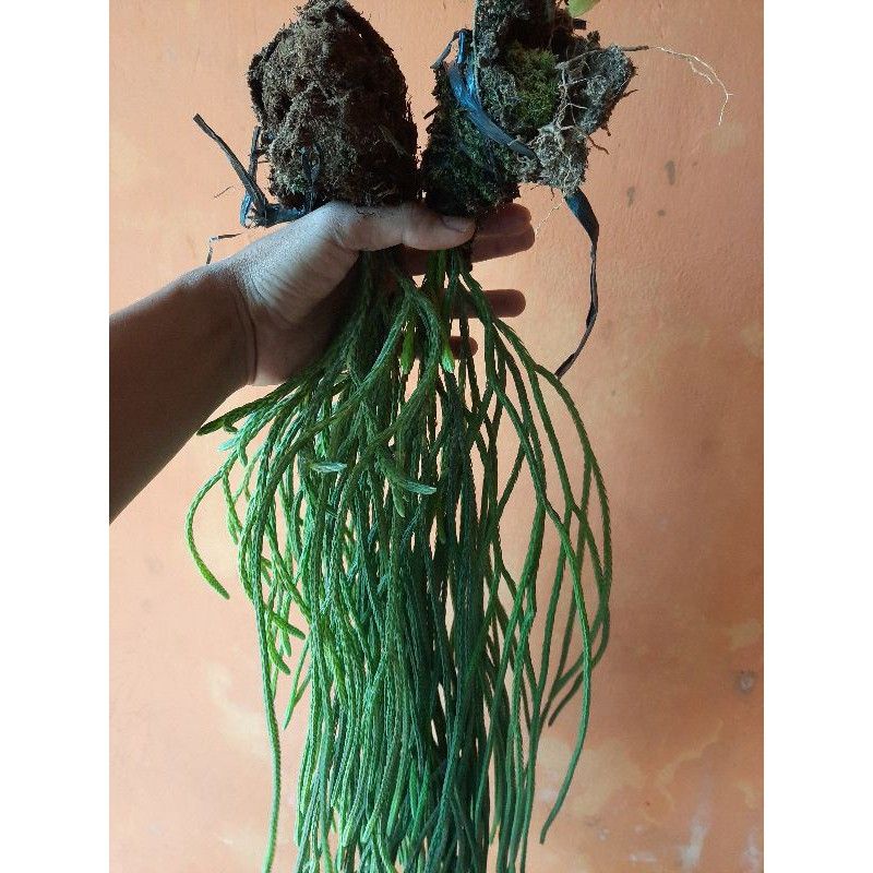 Jual NEW MURAH KUMPAI TANAMAN ANGGREK EKOR TIKUS RIMBUN SIAP PINDAH ...