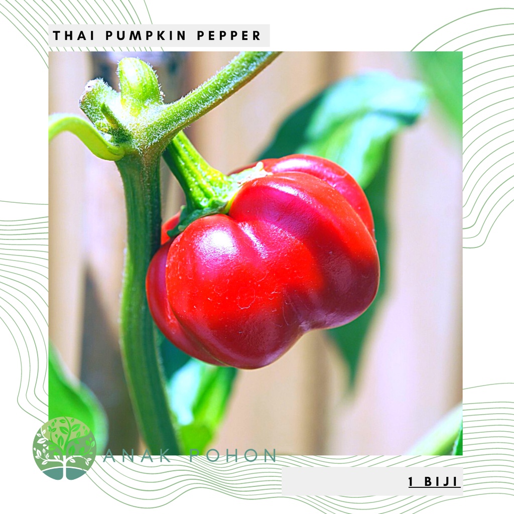 Jual Benih Bibit Biji - Cabai Thai Pumpkin Cabe Labu Mini Merah Pepper ...