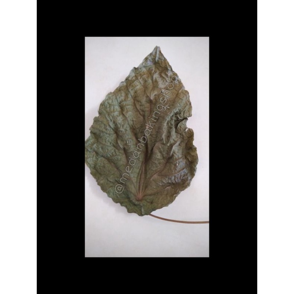 Jual Pakkua Hiok Original/Daun Pakkua Kering/Daun Pakwa/Pakua/Pat Kua ...