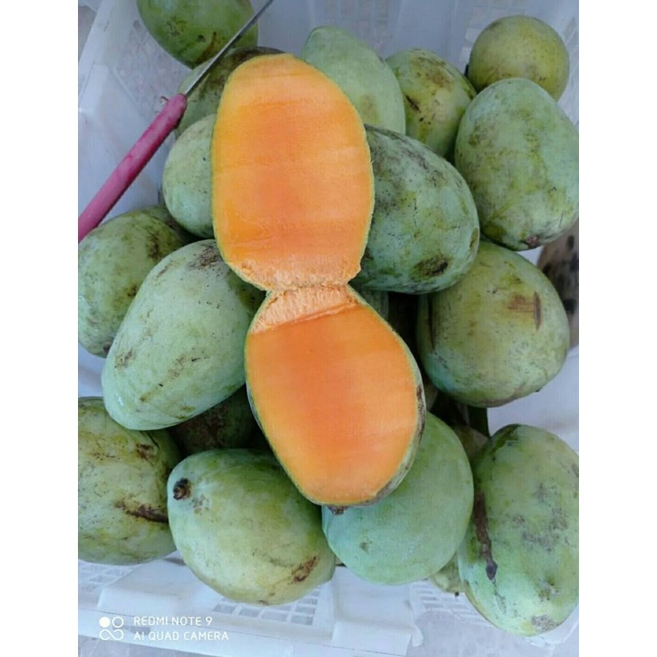 Jual MANGGA CENGKIR FRESH MURAH BANDUNG 500g | Shopee Indonesia