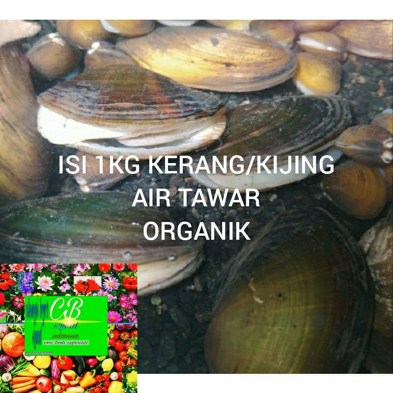 Jual kerang kijing hidup air tawar 1kg organik | Shopee Indonesia