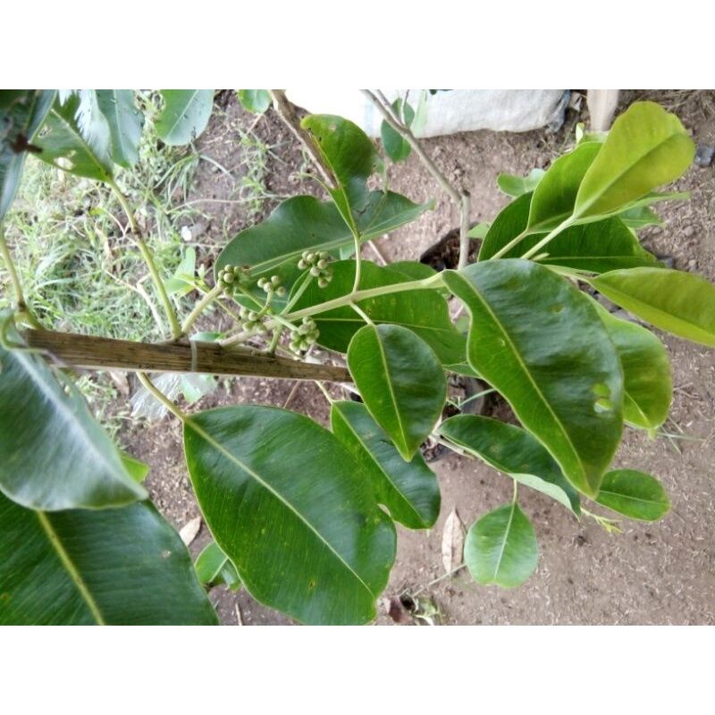 Jual Bibit buah Tanaman juwet atau jamlang putih dan hitam Okulasi ...