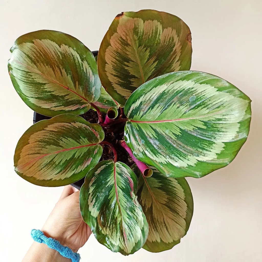 Jual Calathea Medallion V2 Tanaman Calathea Tanaman Hias Indoor Bunga