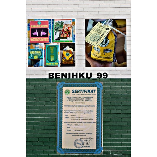 Jual Bibit/Kelapa/Sawit/Marihat/Sertifikat dan Buku Panduan | Shopee ...