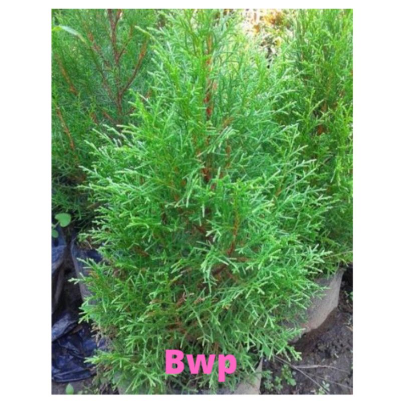 Jual Tanaman hias Cemara Rentes Wengi | Shopee Indonesia