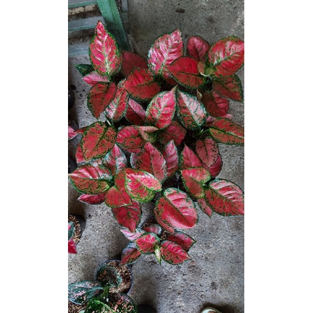 Jual paket 2 pohon red anja dan dut anja | Shopee Indonesia
