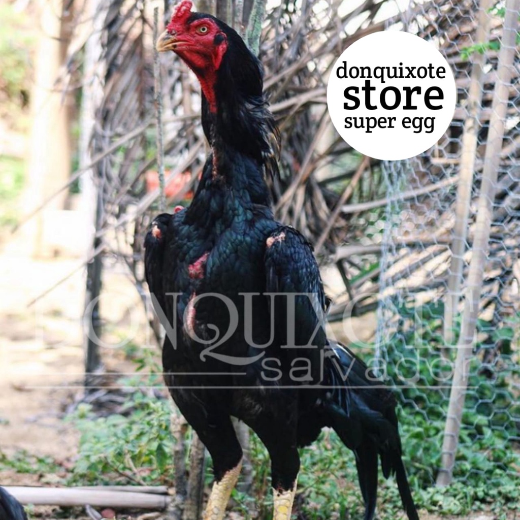 Jual ayam bangkok shamo eropa black ori chu samo oshamo telur siap eram ...