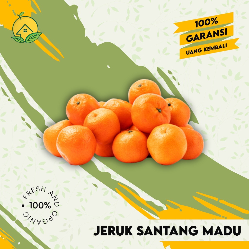 Jual Bibit Jeruk Santang Madu Genjah Super Manis Original Bisa Berbuah