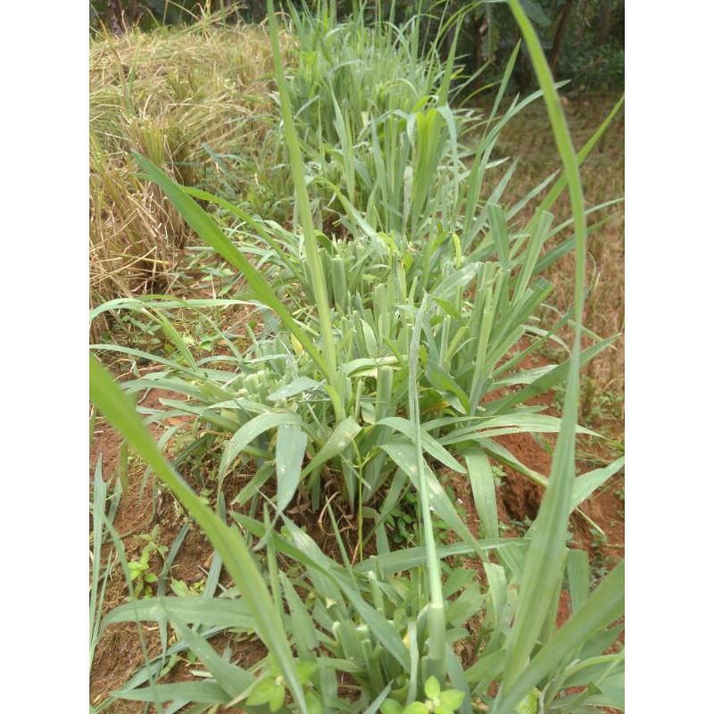 Jual Bibit Rumput Satria pakan hewan ternak sapi kambing rusa kerbau ...