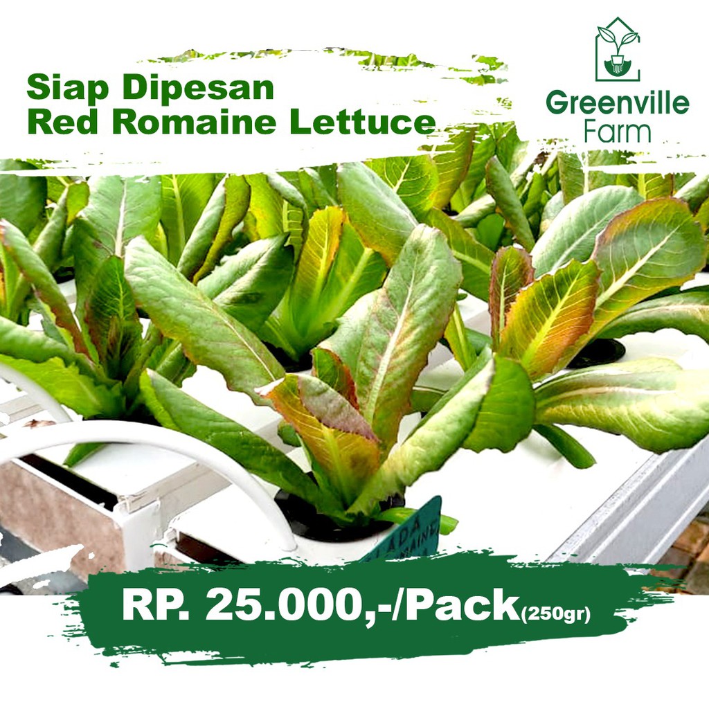 Jual Greenville Farm Red Romaine Lettuce Hidroponik 250gr Shopee