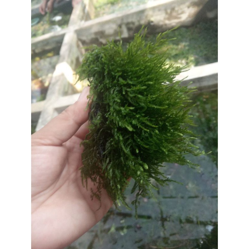 Jual Moss Flame Lempeng Tanaman Aquascape Tanaman Aquarium