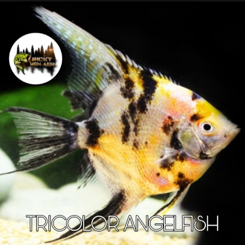Jual IKAN MANFISH TRI COLOUR | Shopee Indonesia