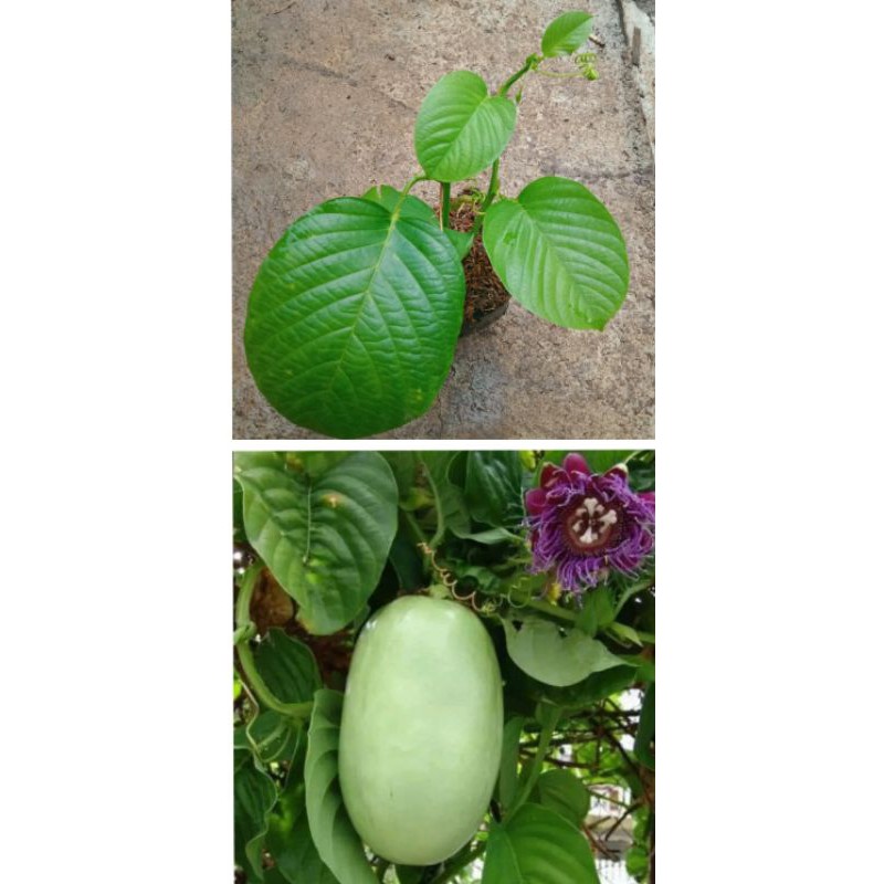 Jual tanaman markisa jumbo | Shopee Indonesia