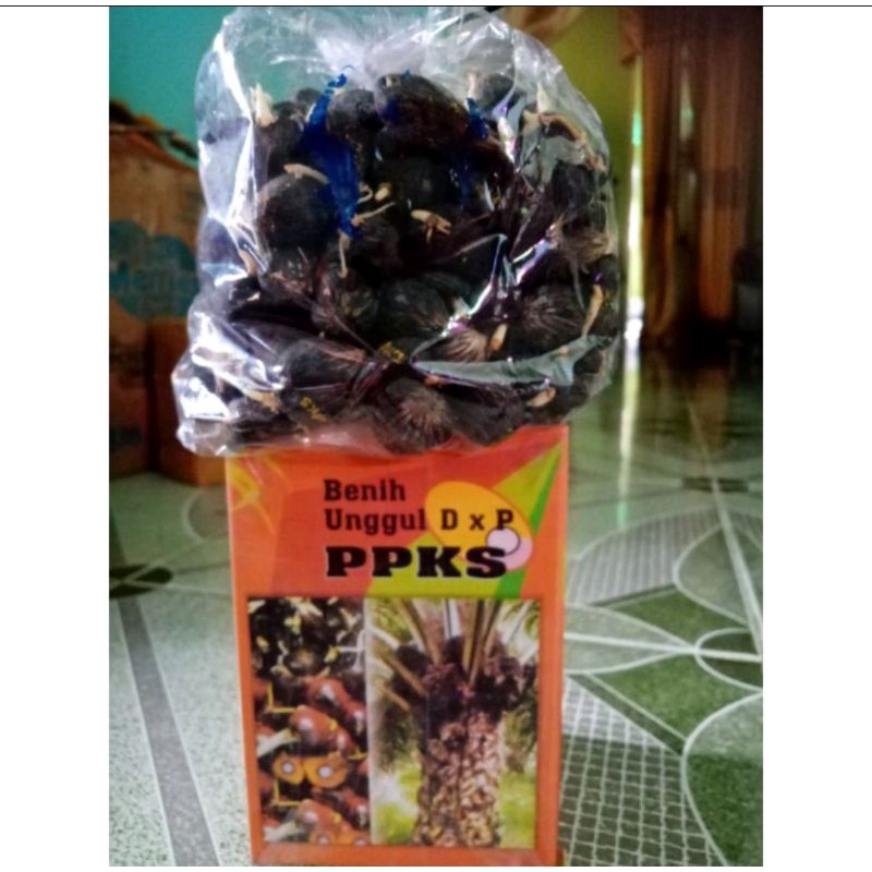 Jual Paket 8 Kotak Benih Bibit Polong Kecambah Sawit Ppks Dxp 239 Asli