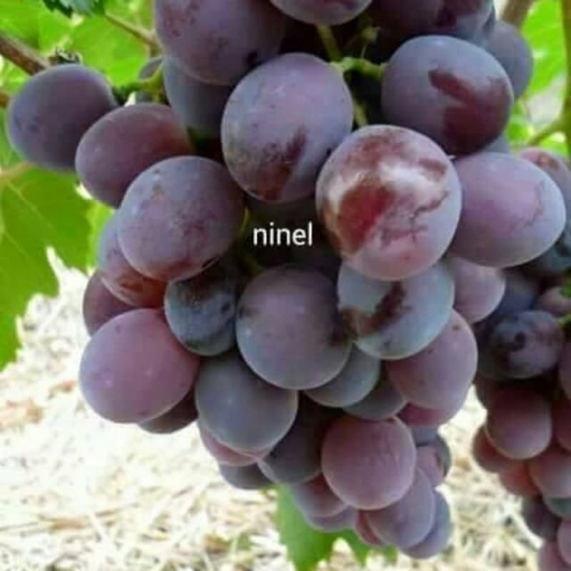 bibit tanaman buah anggur impor ninel grafting