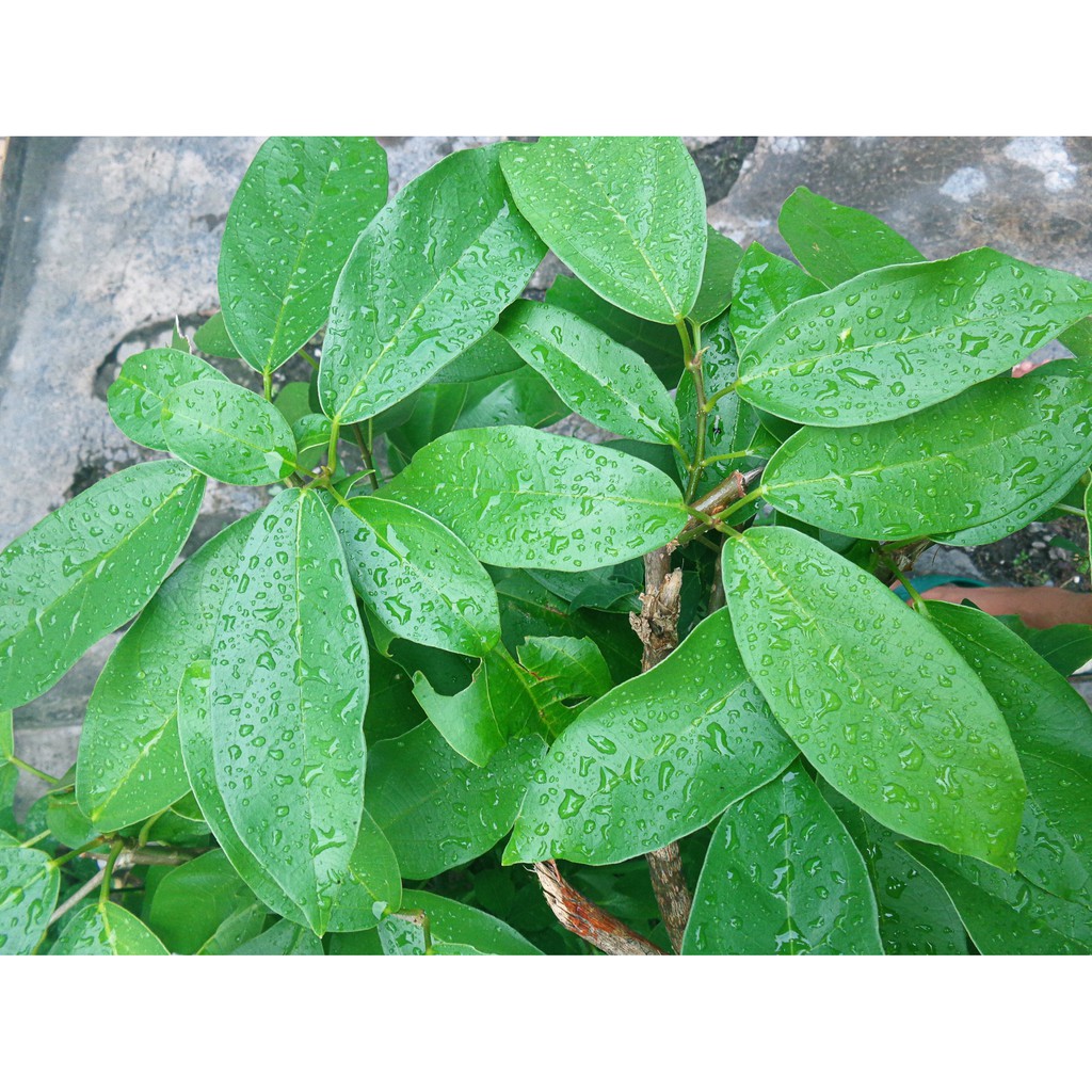 Jual Daun Cincau Terlengkap & Harga Terbaru Juli 2026 | Shopee Indonesia