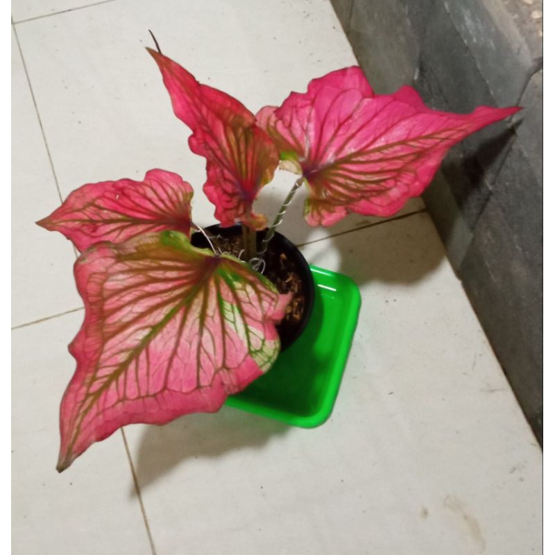 Jual Caladium Infiniti Dewasa Induk | Shopee Indonesia