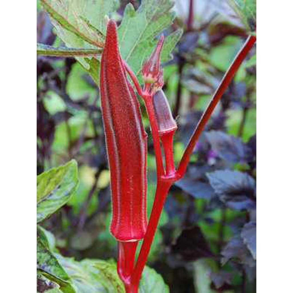 Jual Bibit Benih Biji Sayuran Okra Merah - Bibit Tanaman Pohon Okra ...