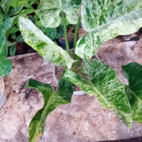 Jual Tanaman Hias Philo Marble Variegata / Philo Marble Tokofinaserba11 ...
