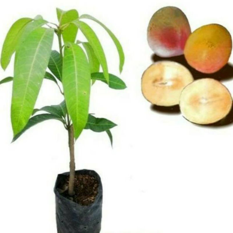 Jual BIBIT MANGGA AGRIMANIA/ R2E2 ( jaminan valid 100%) | Shopee Indonesia