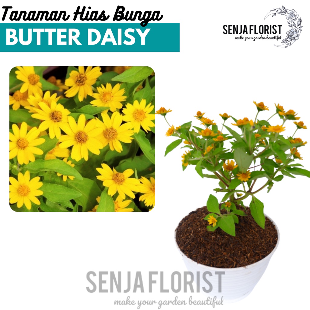 Jual Tanaman Bunga Butter Daisy Seribu Bintang Matahari Mini