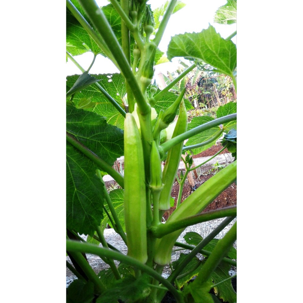 Jual 50 Benih Biji Okra Hijau | Shopee Indonesia