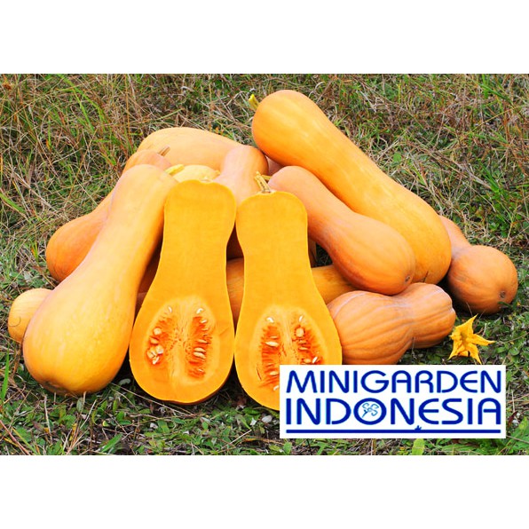 Jual BIBIT isi 2 Benih labu Madu F1 Pumpkin Butternut Squash bibit ...