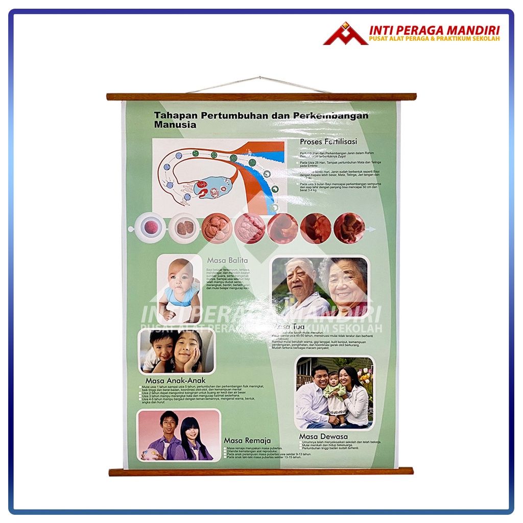 Jual Carta Poster Gambar Tahapan Pertumbuhan Dan Perkembangan Manusia ...