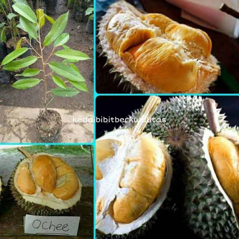 Jual Bibit Durian Ochee Duri Hitam Unggul Shopee Indonesia