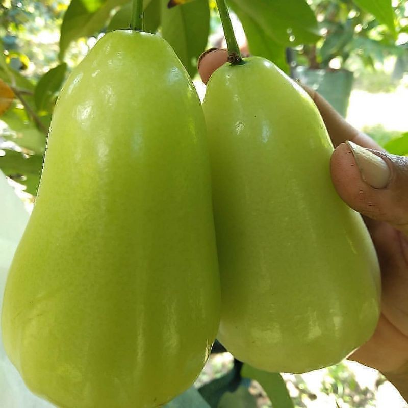 Bibit Jambu Air Taiwan Super Green okulasi Tanaman bisa Tanam dalam pot TABULAMPOT