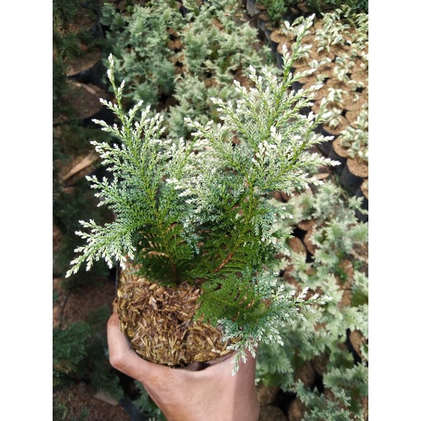 Jual Cemara inoki putih | Shopee Indonesia
