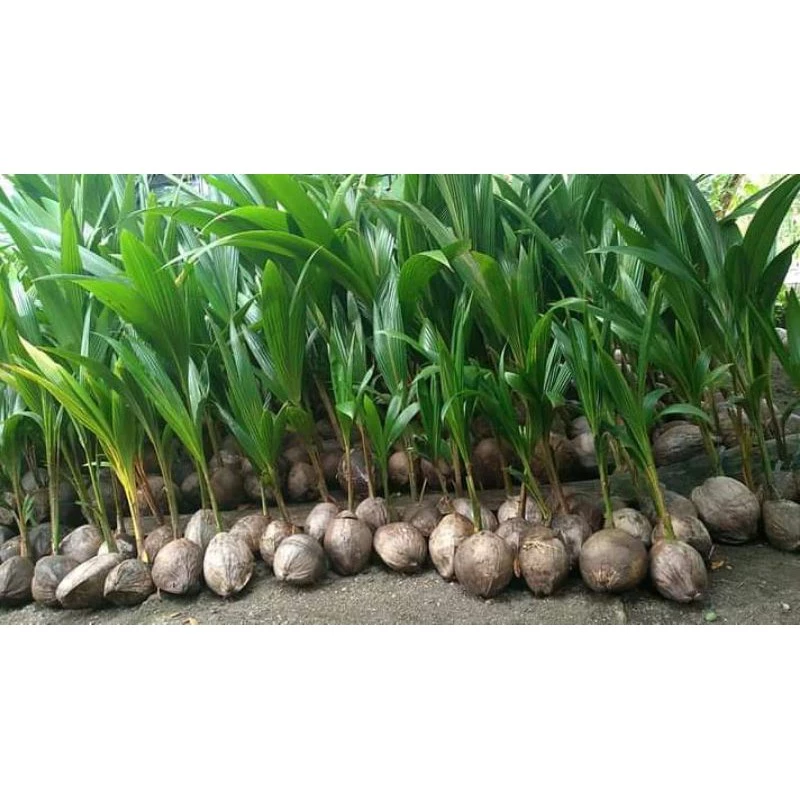 Bibit Kelapa