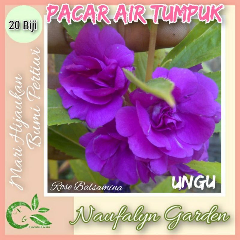 Jual 25 Benih Bunga Pacar Air Ungu Tumpuk Benih Biji Bibit Bunga Hias ...