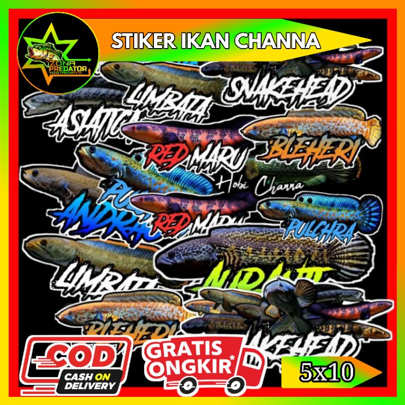 Jual Stiker Ikan Channa 5x10 | Shopee Indonesia