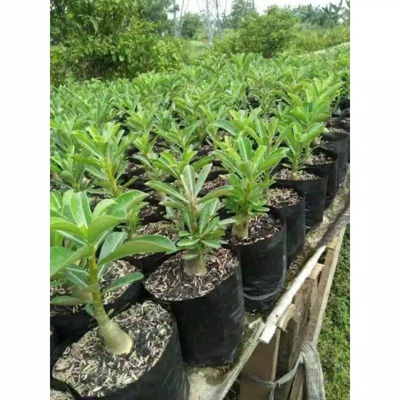 Jual Bibit Tanaman Hias Adenium Kamboja Jepang Bunga Tumpuk Dessert