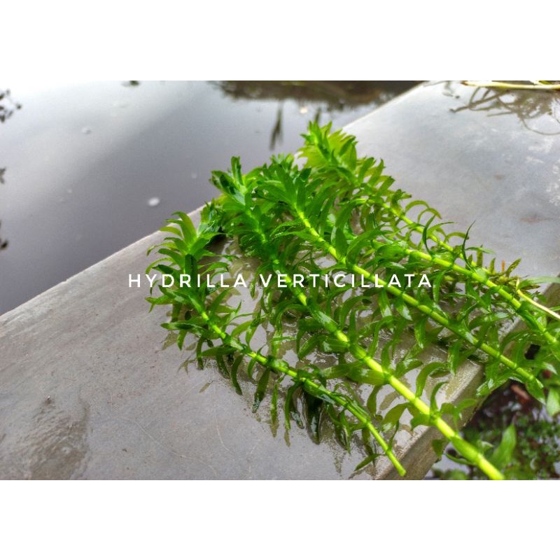 Jual Hydrilla Verticillata Egeria Densa 10 Batang Tanaman Air Aquascape Shopee Indonesia 7287