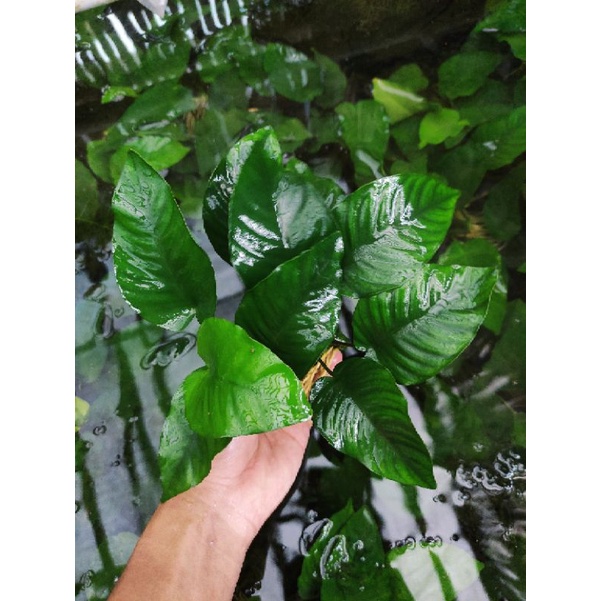 Jual Anubias Barteri Ukuran Besar Indukan Tanaman Aquascape