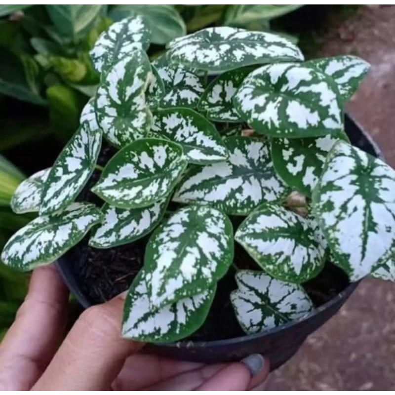 Jual Tanaman Hias Keladi Liliput Mutiara//Caladium Mini | Shopee Indonesia
