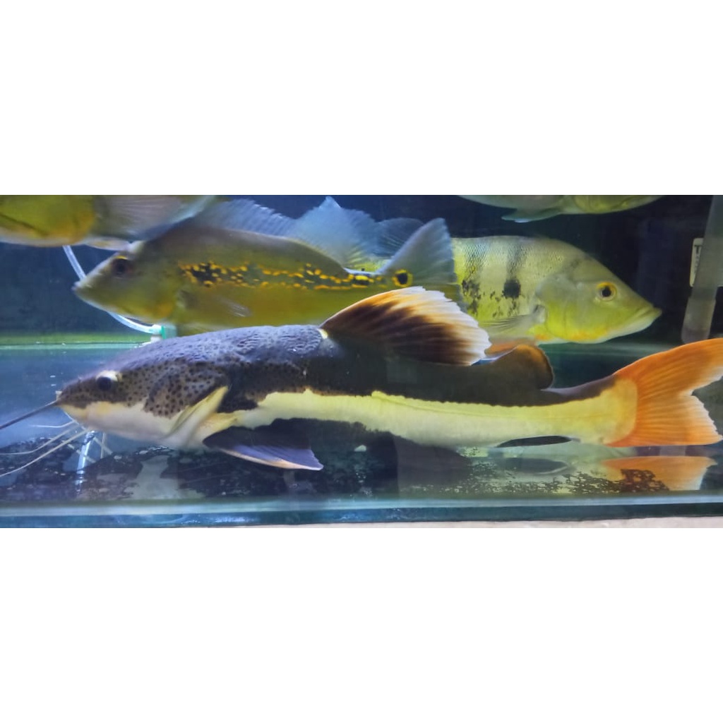 Jual Ikan Doraemon (RTC) 40CM | Shopee Indonesia