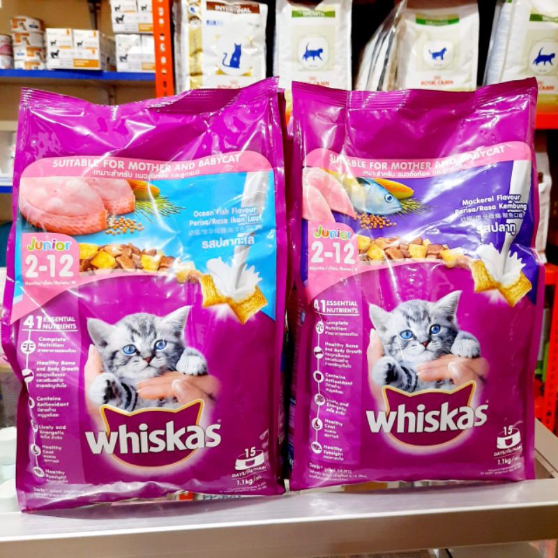 Jual Whiskas junior dry food 1.1kg fresh pack Shopee Indonesia