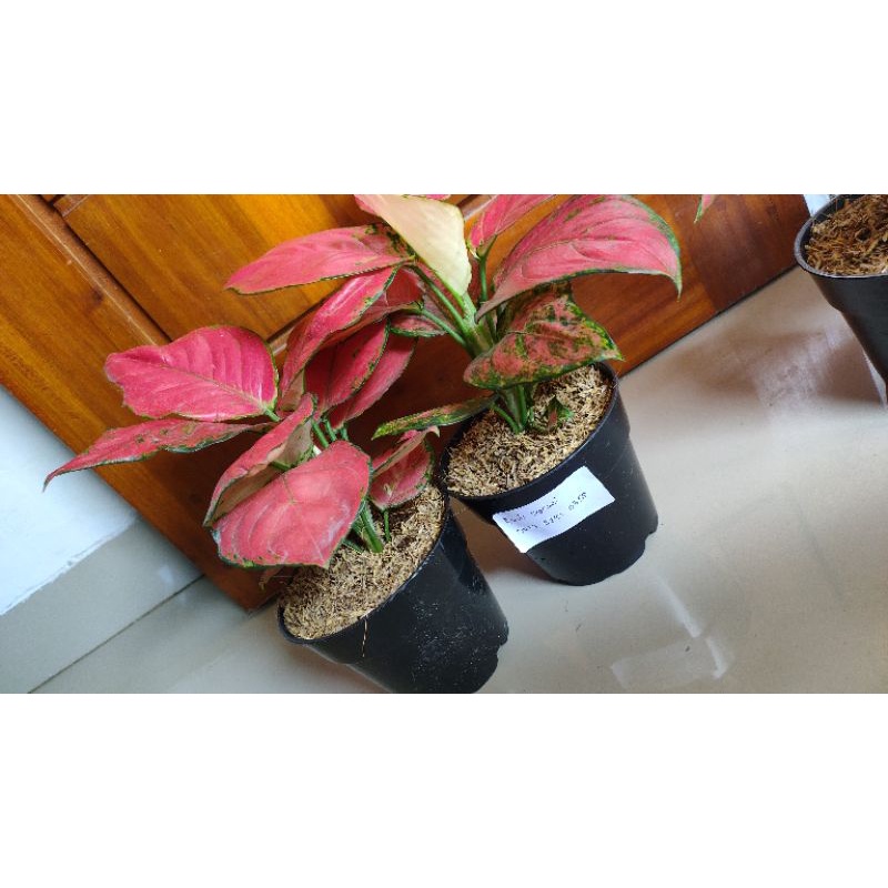 Jual paket red anja pink katrin | Shopee Indonesia