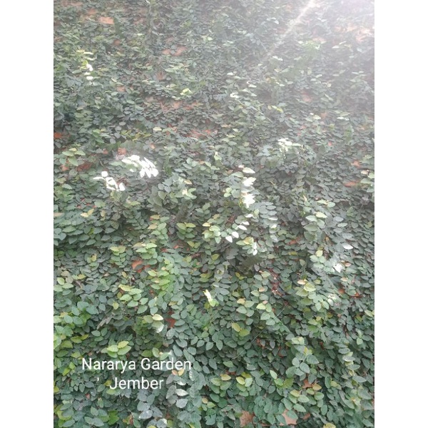 Jual DOLLAR RAMBAT MINI/FICUS PUMILA ( MINMAL ORDER 20 RIBU ) | Shopee ...
