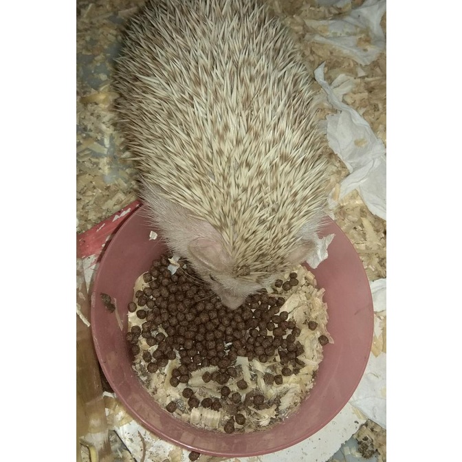 Makanan Landak Mini Albino: Nutrisi yang Tepat untuk Keselamatan dan Kesehatan