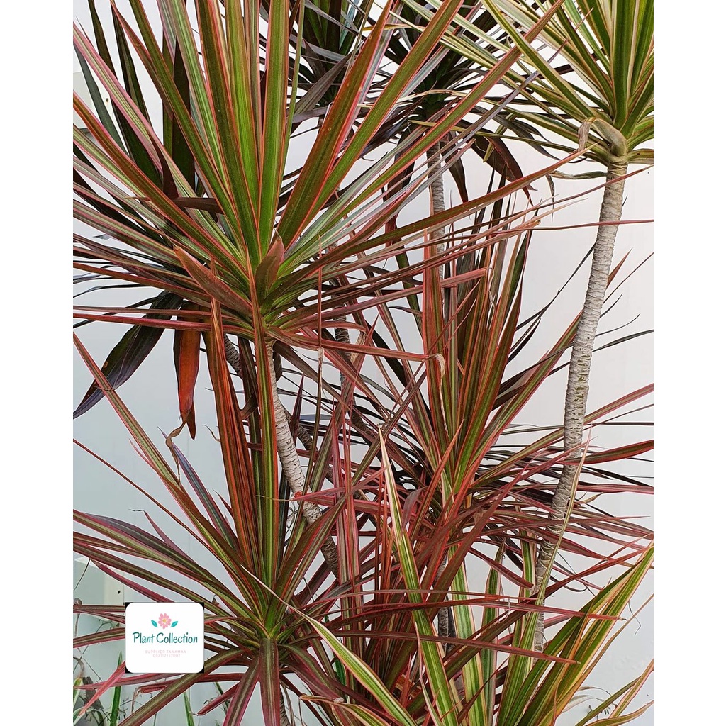 Jual TANAMAN HIAS DRACAENA MARGINATA TRICOLOR | Shopee Indonesia